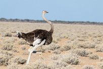 Autruche Okaukuejo - Etosha - Namibie