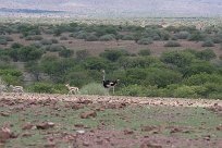 Autruche, Springbok Grootberg