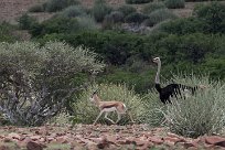 Autruche, Springbok Grootberg