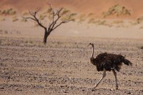 Ostrich ( Autruche) Sossusvlei