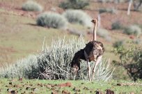 Ostrich (Autruche) Grootberg