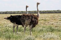 Ostrich (Autruche) Etosha