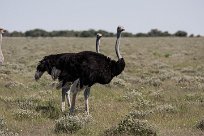 Ostrich (Autruche) Etosha