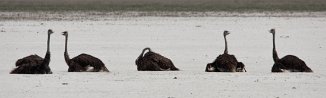 Ostrich (Autruche) Etosha