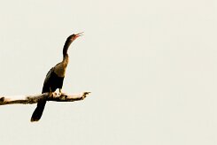 Anhinga americana (Anhinga d'Amérique)_231117_3645-2 null