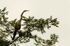 Anhinga americana (Anhinga d'Amérique)_231117_3653-2 null