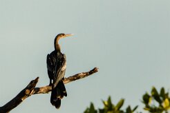 Anhinga americana (Anhinga d'Amérique)_231118_3929-2 null
