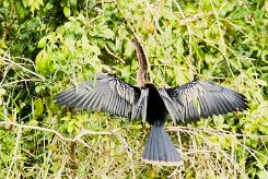 Anhinga americana (Anhinga d'Amérique)_231203_5598-2 null