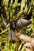 Anhinga americana (Anhinga d'Amérique)_231203_5622-2 null