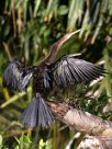 Anhinga americana (Anhinga d'Amérique) Pacuare reserve - Limón - Parismina - Costa Rica