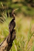 Anhinga americana (Anhinga d'Amérique)_231213_5636-2 null