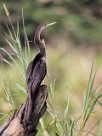 Anhinga americana (Anhinga d'Amérique) Tarcoles - Costa Rica