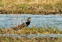 African Darter (Anhinga d'Afrique)_x737A4025-2 null