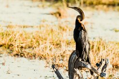 African Darter (Anhinga d'Afrique)_x737A4797-2 null