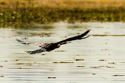 African Darter (Anhinga d'Afrique)_x737A4843-2 null