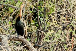 African Darter (Anhinga d'Afrique)_x737A5503-2 null