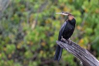 African Darter (Anhinga roux) Chobe River