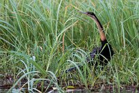 African Darter (Anhinga roux) Chobe River