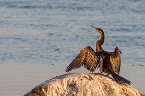 African Darter (Anhinga roux) Chobe River