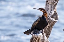 African Darter (Anhinga roux) Chobe River