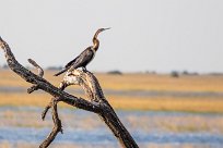 African Darter (Anhinga roux) Chobe River