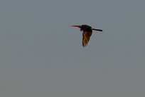 African Darter (Anhinga roux) Chief Island