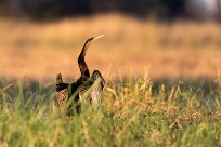 African Darter (Anhinga roux) Chief Island