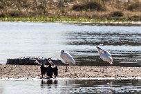 Crocodile - African Spoonbill - African Darter Crocodile - African Spoonbill - African Darter