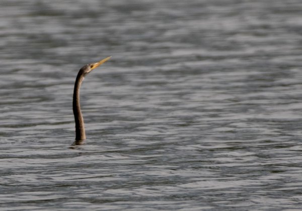 Anhinga d'Amérique