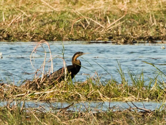 Anhinga