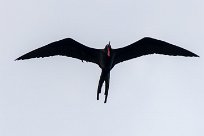 Rabihorcado magnífico (frégate superbe) Tarcoles - Costa Rica