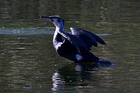 Grand cormoran marrocanus