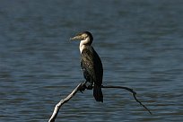 Grand cormoran marrocanus