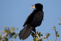 Reed Cormorant (Cormoran africain) Chobe River