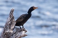 Reed Cormorant (Cormoran africain) Chobe River