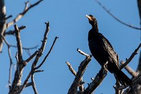 Reed Cormorant (Cormoran africain) Reed Cormorant (Cormoran africain)