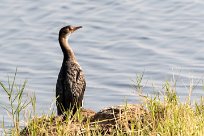 Reed Cormorant (Cormoran africain) Reed Cormorant (Cormoran africain)