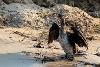 Reed Cormorant (Cormoran africain) Reed Cormorant (Cormoran africain)