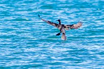 Cormorán biguá (Cormoran vigua) Golfo Dulce - Costa Rica