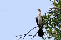 Cormoran vigua (Cormorán biguá) Tarcoles - Costa Rica