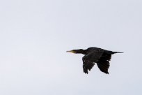 Grand cormoran Lac du Der