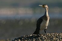 grand_cormoran_05