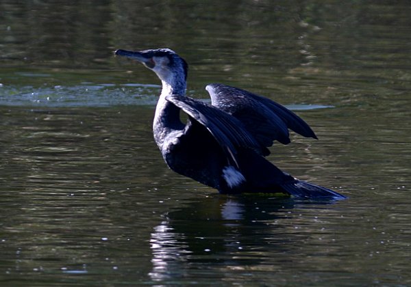 Cormoran à poitrine blanche