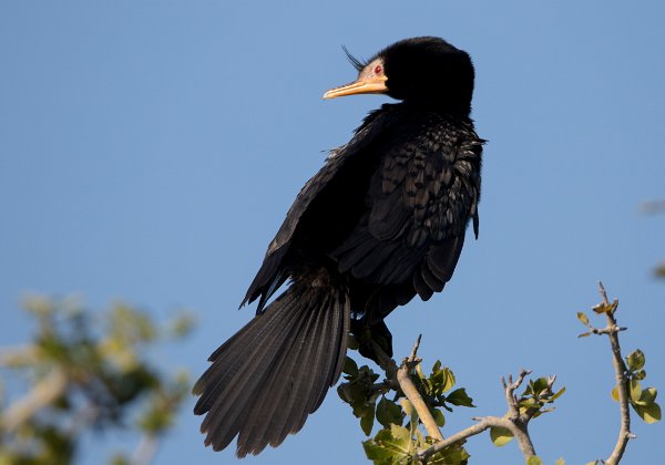 Cormoran Africain