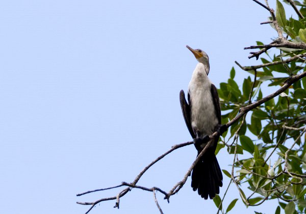 Cormoran vigua