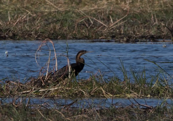 Anhingidés