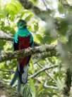 Quetzal guatelmalteco (Quetzal resplendissant) Selva Negra - Nicaragua