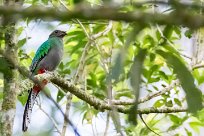 Quetzal guatelmalteco (Quetzal resplendissant) Selva Negra - Nicaragua