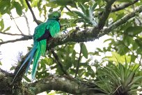 Quetzal guatelmalteco (Quetzal resplendissant) Selva Negra - Nicaragua