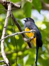 Trogon cabecinegro (Trogon à tête noire) Ometepe - Nicaragua